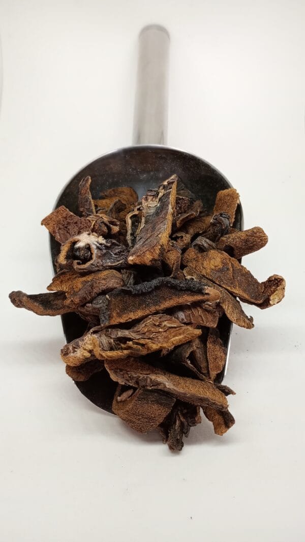HONGOS DE PINO